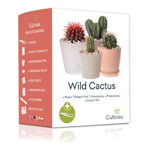 Mini Kit Wild Cactus